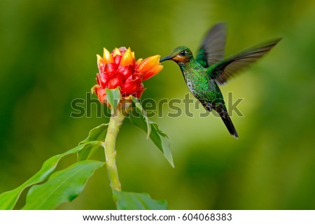 Hummingbird Green-crowned Brilliant, Heliodoxa jacula, green bird from Costa Rica flying next to beautiful red flower with clear background, habitat, action feeding scene. Wildlife scene from nature.