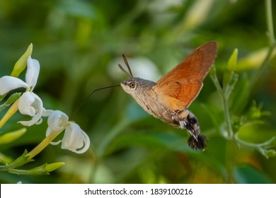 Hummingbird Hawk Moth Flying Summer