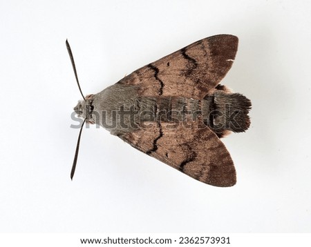 Hummingbird Hawk Moth. Macroglossum stellatarum