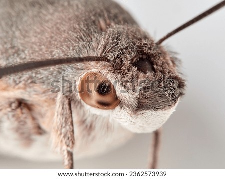 Hummingbird Hawk Moth. Macroglossum stellatarum