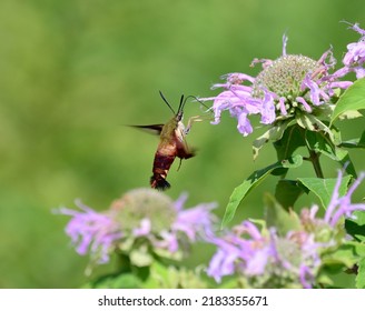 Hummingbird Hawk Moth On A Flower