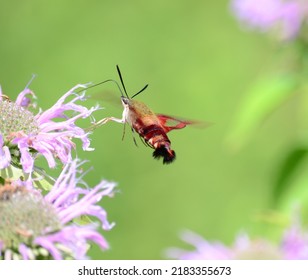 Hummingbird Hawk Moth On A Flower