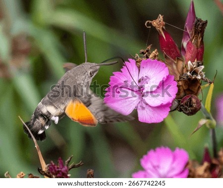 Hummingbird hawk moth taking nectar from a pink flower.