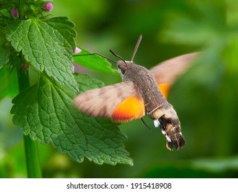 hummingbird hawk-moth hovering over flower (Macroglossum stellatarum)