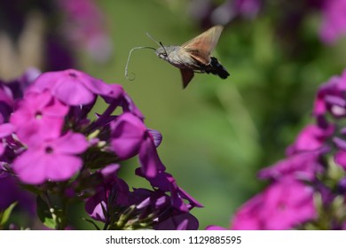 258 Colibri Butterfly Stock Photos, Images & Photography 