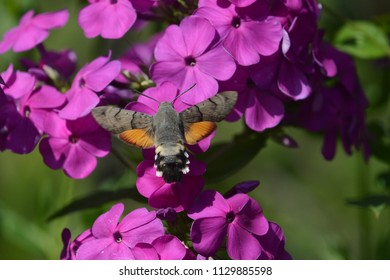 258 Colibri butterfly Stock Photos, Images & Photography | Shutterstock