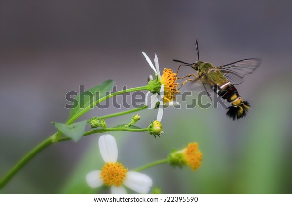 Hummingbird Hawkmoth Macroglossum Stellatarum Species Moth Stock Photo Edit Now 522395590