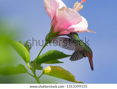 Similar – rub Insect Flower Cosmos