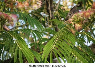 Hummingbird Hiding Behind It's Wings On Mimosa Tree Mid Flight