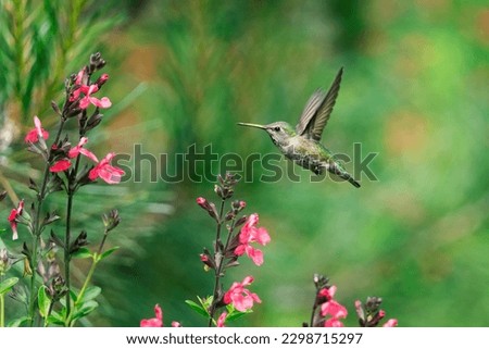 A hummingbird hovers in front of baby sagee blossoms.