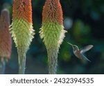 An Allen’s hummingbird hovers near a knophia (red hot poker) plant