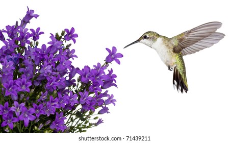 hummingbird hovers of a purple campanula get mee, white background