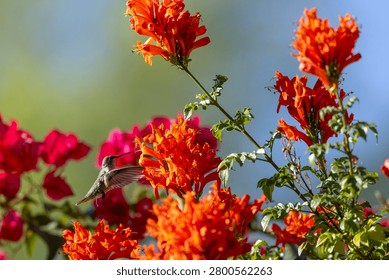 Hummingbird hovers while drinking from orange flowers
