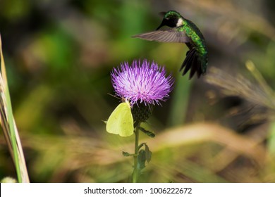 Hummingbird At Lake Thunderbird