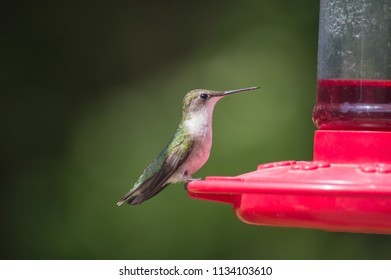 Sugar Water Feeder Images Stock Photos Vectors Shutterstock