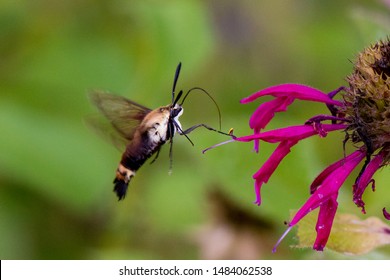 Hummingbird Moth Eating Nectar From A Bee Blam Flower.  Flying Hawk Moth 