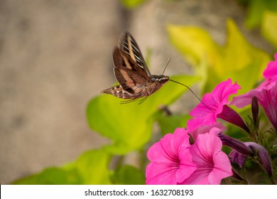 Hummingbird Moth Feeding From Petunia Blossoms
