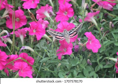 Hummingbird Moth In Garden With Petunia Flowers