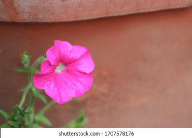 Hummingbird Moth In Garden With Petunia Flowers