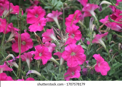 Hummingbird Moth In Garden With Petunia Flowers