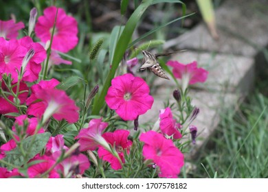 Hummingbird Moth In Garden With Petunia Flowers