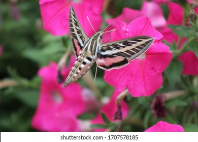 Hummingbird Moth In Garden With Petunia Flowers