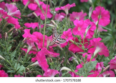 Hummingbird Moth In Garden With Petunia Flowers