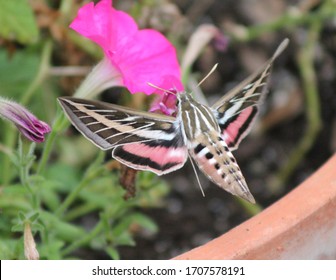 Hummingbird Moth In Garden With Petunia Flowers