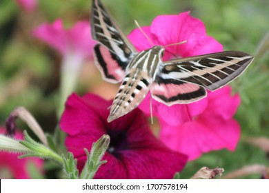 Hummingbird Moth In Garden With Petunia Flowers