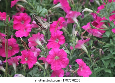 Hummingbird Moth In Garden With Petunia Flowers