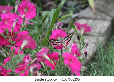 Hummingbird Moth In Garden With Petunia Flowers