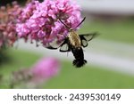 Hummingbird moth getting it