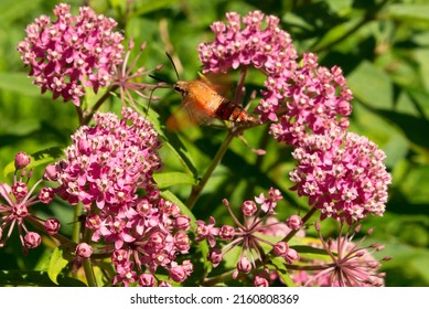 Hummingbird Moth (hemaris Thysbe) Clearwing Feeding On Rose Milkweed Flowers In Pollinator Garden