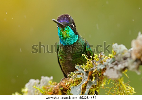 Hummingbird in the nature forest
habitat.  Detail of shiny glossy bird. Magnificent Hummingbird,
Eugenes fulgens, on mossy branch. Wildlife scene from
nature.