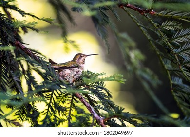 Hummingbird nesting in a pine tree