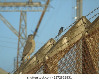 Hummingbird on a concrete and barbed wire fence, watched by a hawk - Powered by Shutterstock