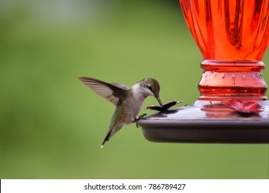 Nectar Feeder Images Stock Photos Vectors Shutterstock