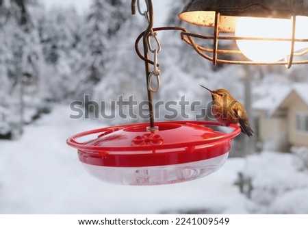 Hummingbird on feeder with heating lamp in front of residential winter scene. Hummingbird heaters are used to keep the nectar or sugar from freezing. Hummingbird sitting by the heat. Selective focus.