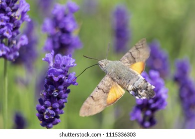 Humming-bird on lavender