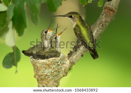 Hummingbird on nest,ruby throated hummingbird, female and two chicks, feeding, archilochus colubris, Agnieszka Bacal.