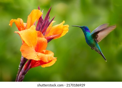 Hummingbird with orange flower - flight. Green Violet-ear, Colibri thalassinus, hummingbird with green leaves in natural habitat, Panama.