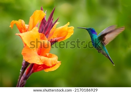 Hummingbird with orange flower - flight. Green Violet-ear, Colibri thalassinus, hummingbird with green leaves in natural habitat, Panama.