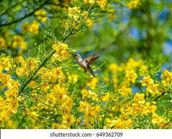 Hummingbird At A Palo Verde Tree.