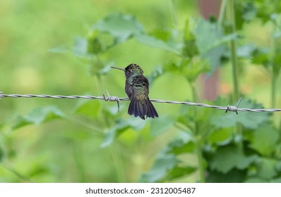 Hummingbird perched in barbed wire - Powered by Shutterstock
