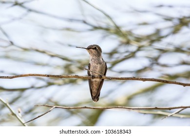 Hummingbird perched on a branch - Shutterstock ID 103618343