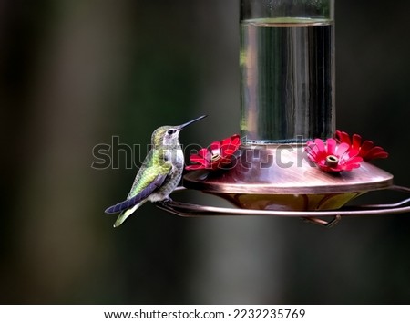 A hummingbird perched on a brushed copper sugar water hummingbird feeder