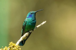 Hummingbird Perched On A Tree Branch