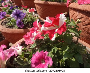 The Hummingbird Petunia Flowers In A Pot