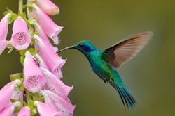 Hummingbird With Pink Bloom In Forest Habitat. Green Violet-ear, Colibri Thalassinus, Flying In The Nature Tropical Wood Habitat, Red Flower, Tapanti NP, Costa Rica. Wildlife Scene From Jungle.
