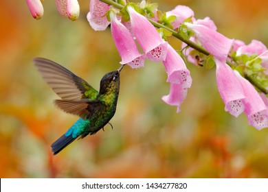 Hummingbird with pink bloom in forest habitat. Green Violet-ear, Colibri thalassinus, flying in the nature tropical wood habitat, red flower, Tapanti NP, Costa Rica. Wildlife scene from jungle.